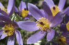 Pasque flower