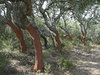 Cork oaks