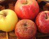 one bad apple