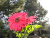 April Flowers