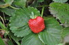 Sweet Strawberries