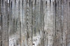Old wood texture