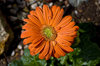 gerbera