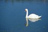Swan