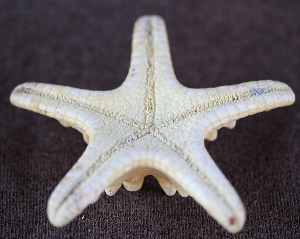 starfish: creamy coloured starfish