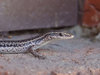 slippery as a skink