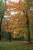 Autumn in the park