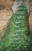 peacock colour