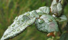 raindrops on leaves