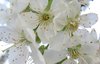 cherry blossom