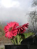 April Flowers