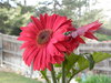 April Flowers