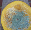 mouldy old lemon
