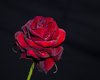 Rose I