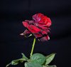 Rose III