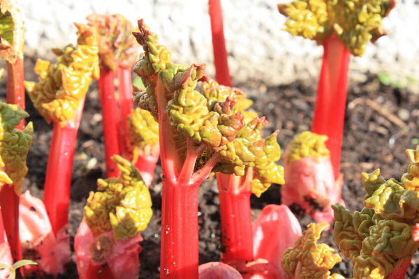 Rhubarb: Rhubarb!!