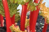 Rhubarb