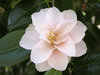 Pink blush
