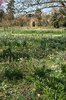 Spring flower garden