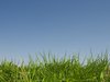grass