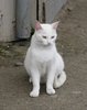 street cat