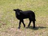 little black sheep