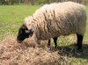 sheep eating straw