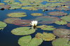 Water lily