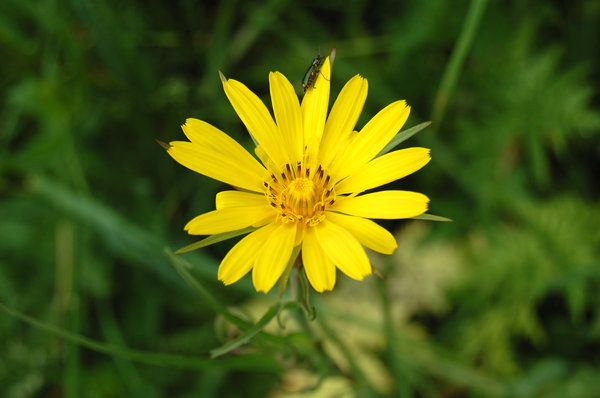 Smiley Face Sign Formed By Yellow Flowers On Green Gr Yellow And Bug Flower