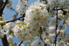 Cherry blossom