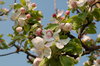 Apple blossom