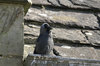 Jackdaw