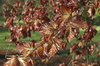 Copper beech