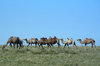 camels