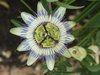alien flowers