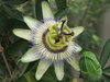 alien flowers