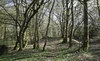 Greening trees