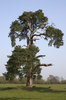 Scots pine