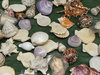 seashells displayed