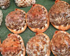 seashells displayed