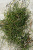 seaweed on the sand