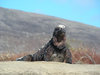 iguana