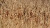 Grass