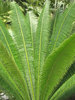 cycads