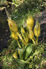 Skunk cabbage