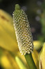 Skunk cabbage