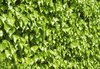Ivy