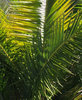 palm leaves