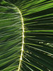 palm leaves