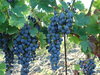 Make wine!